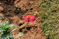 This is an image of beautiful red zinnia flower.