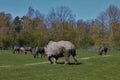 Rhino on the green grass.