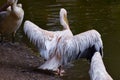 This is an image of beautiful rosy pelican bird spread wings