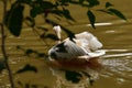 This is an image of beautiful rosy pelican bird swimming into the water.