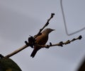 This is an image of beautiful rufous babbler bird.