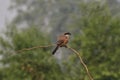 This is an image of beautiful rufous babbler bird in keoladeo national park in rajasthan india