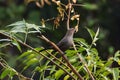 This is an image of beautiful rufous babbler bird on the tree in keoladeo national park in rajasthan india and