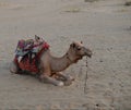 This is an image of beautiful safari camel and thor thar desert or sam sand dunes in jaisalmer rajasthan india Royalty Free Stock Photo