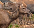This is an image of beautiful sambar deer or Rusa unicolor. Royalty Free Stock Photo
