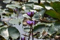 This is an image of beautiful shapla flowers or water lily flowers.