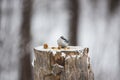 Sitta europaea sakhalinensis bird or The nuthatches constitute a genus, sitting on the stump
