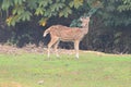 This is an image of beautiful spotted deer. Royalty Free Stock Photo