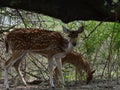 This is an image of beautiful spotted deer or chital or impala or axis deer with her cub
