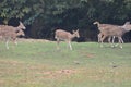 This is an image of beautiful spotted deer in india