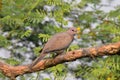 This is an image of beautiful spotted dove on the tree in keoladeo national park in rajasthan india