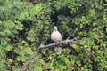 This is an image of beautiful spotted white dove in rajasthan