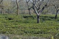 This is an image of beautiful tea plantation in tripura india .