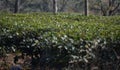 This is an image of beautiful tea plantation in tripura india .