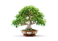 Image of beautiful thai socotranum tree in a pot on white background. Flower, Illustration, Generative AI