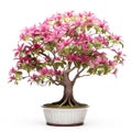 Image of beautiful thai socotranum tree in a pot on white background. Flower, Illustration, Generative AI