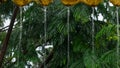 Image Of Beautiful Tree In Heavy Rain, Close Shot, Shot In Mumbai