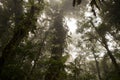 Rainforest tree s in Monteverde Cloud Forest, Costa Rica