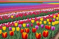 Beautiful tulips field with different colors patterns. made with Generative AI