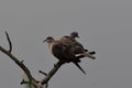 This is an image of beautiful two spotted doves on the branch of the tree in keoladeo national park in rajasthan india Royalty Free Stock Photo