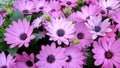 Violet and Pink African Daisy (Cape Daisy) (Osteospermum) Flowers Royalty Free Stock Photo