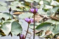 This is an image of beautiful water lily flowers or shapla flower