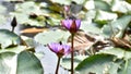 This is an image of beautiful water lily or nymphaea nouchali