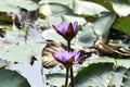 This is an image of beautiful water lily or shapla flowers.