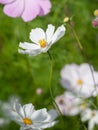 beautiful white Cosmos bipinnatus flower Royalty Free Stock Photo