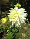 This is an image of beautiful white dahlia flower in india . Royalty Free Stock Photo