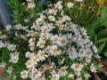 Beautiful white symphyotrichum novi belgii flower