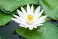 beautiful white water lily in the garden pond Royalty Free Stock Photo