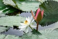 beautiful white water lily in the garden pond Royalty Free Stock Photo