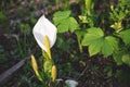 Image of beautiful wild poisonous white flower called Calla palustris in spring season