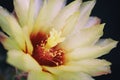 Beautiful yellow cactus flower blooming Royalty Free Stock Photo