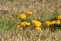 This is an image of beautiful yellow marigoldflowers or yellowflower in india .