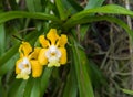 Image of a beautiful Yellow Vanda denisoniana Orchid in garden , Royalty Free Stock Photo