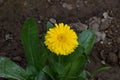 This is an image of beautiful yellow zinnia flower .