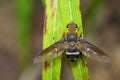 Image of bee fly on a green leaf. Insect. Animal Royalty Free Stock Photo