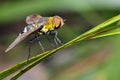 Image of bee fly on a green leaf. Insect. Animal Royalty Free Stock Photo