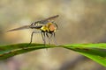 Image of bee fly on a green leaf. Insect. Animal Royalty Free Stock Photo