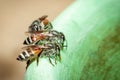 Image of bee hem or dwarf beeApis florea suctioning water on the edge of the sink on a natural background. Insect. Animal