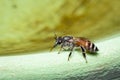 Image of bee hem or dwarf beeApis florea suctioning water on the edge of the sink on a natural background. Insect. Animal