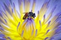 Image of bee or honeybee on the lotus pollen collects nectar. Honeybee on flower pollen. Insect. Animal Royalty Free Stock Photo