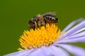 Image of bee or honeybee on violet flower collects nectar.