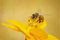 Image of bee or honeybee on yellow flower collects nectar. Golden honeybee on flower pollen. Insect. Animal Royalty Free Stock Photo