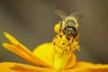 Image of bee or honeybee on yellow flower collects nectar. Golden honeybee on flower pollen. Insect. Animal Royalty Free Stock Photo