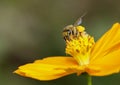 Image of bee or honeybee on yellow flower collects nectar. Golden honeybee on flower pollen. Insect. Animal Royalty Free Stock Photo