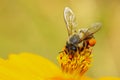 Image of bee or honeybee on yellow flower collects nectar. Golden honeybee on flower pollen. Insect. Animal