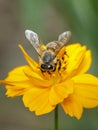 Image of bee or honeybee on yellow flower collects nectar. Golden honeybee on flower pollen. Insect. Animal